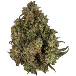 Orchid CBD - CBD Runtz - 3.5g